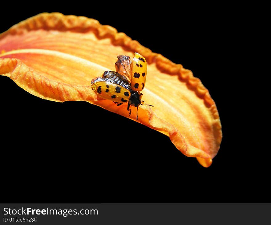 Ladybug On Lily