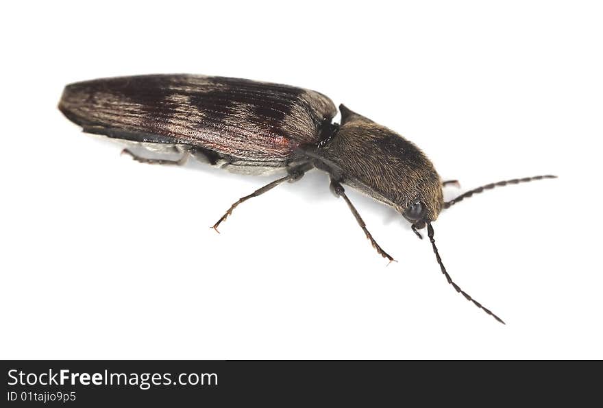 Click beetle isolated on white background. Extreme close-up.