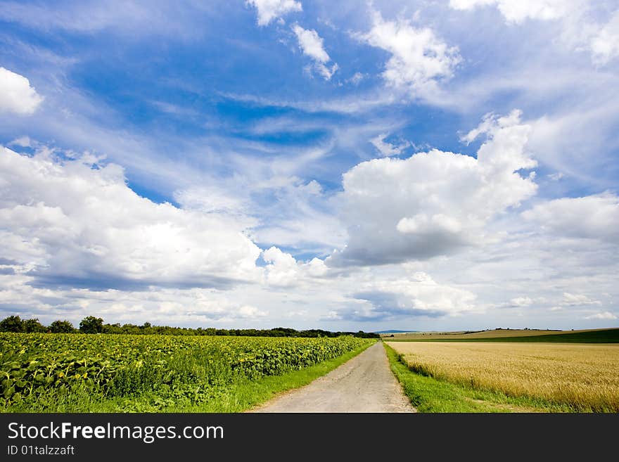 Sunflower field