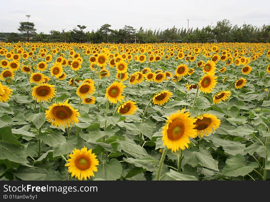 Sunflower field