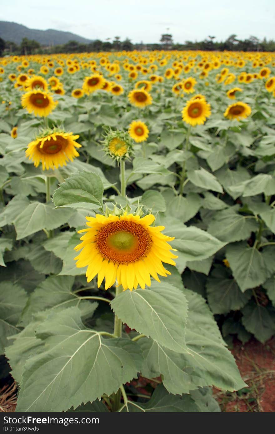 Sunflower Field