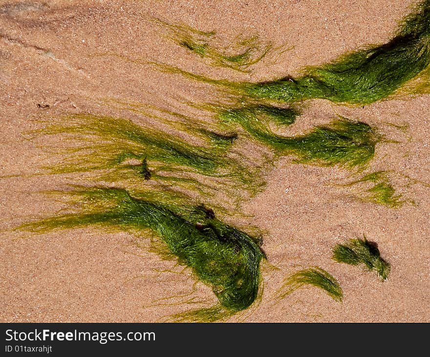 Abstract fomation of seaweed kelp