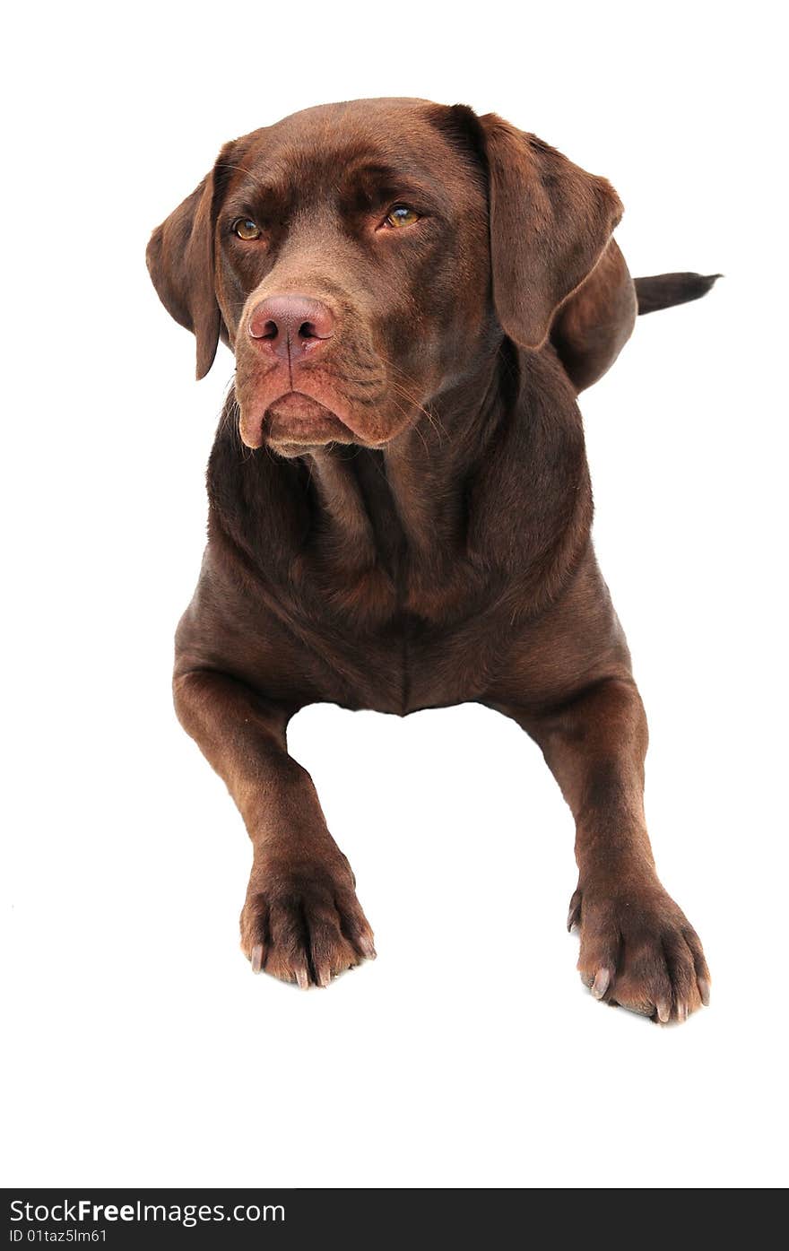 A beautiful chocolate labrador laying down on white