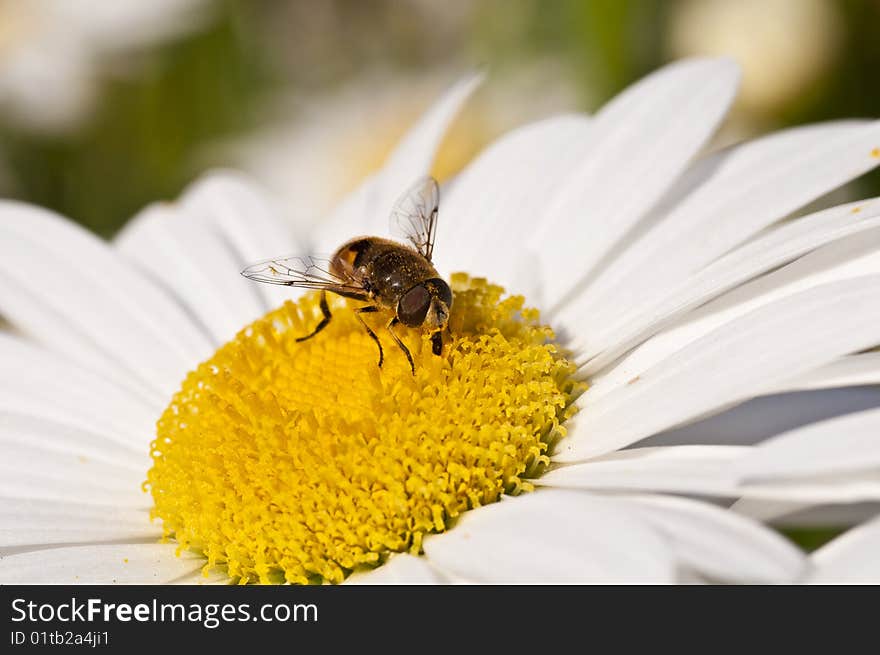 The Daisy Bee