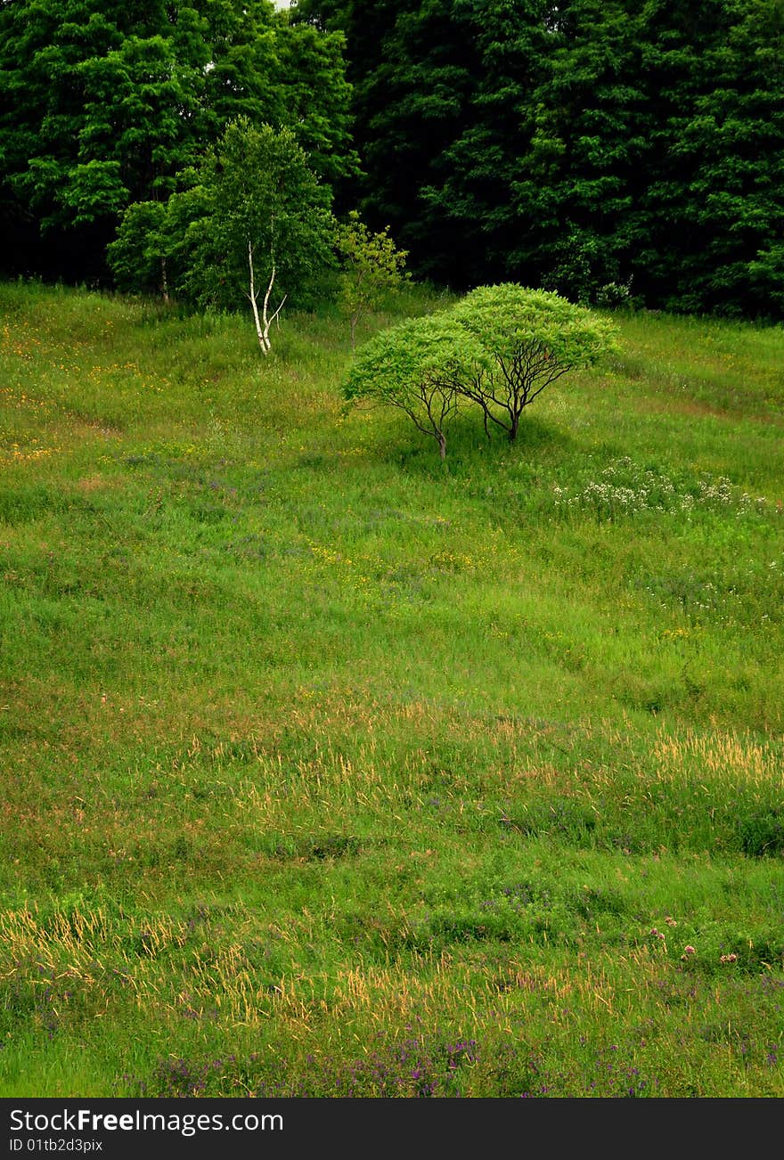 Twin trees on the slope. Twin trees on the slope