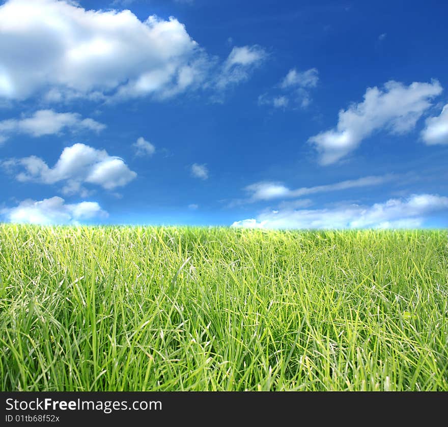 The blue sky and green grass.