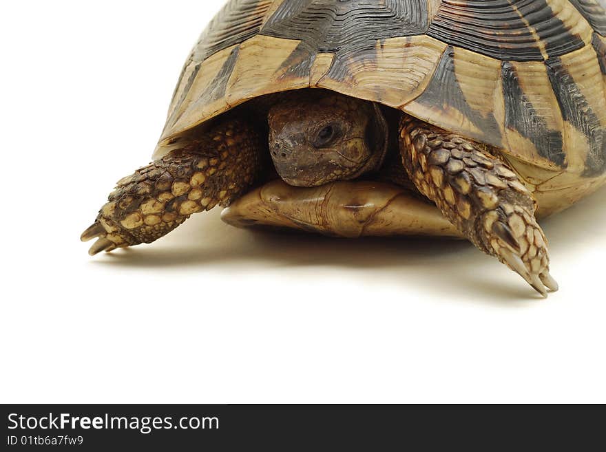 Shy turtle isolated on white