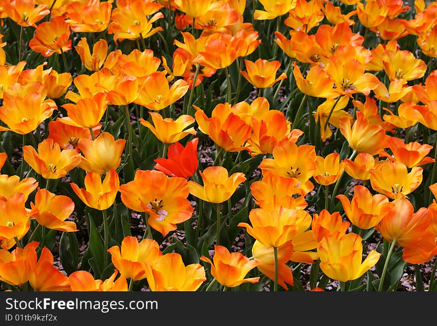 Tulip flowers in a garden. Tulip flowers in a garden