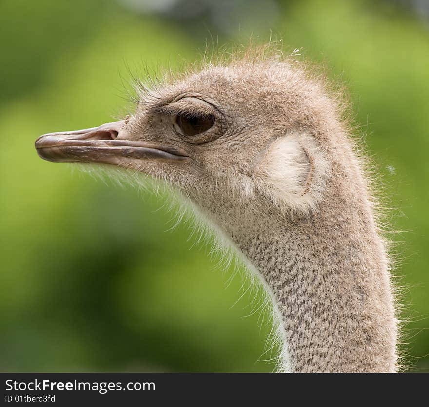 Portrait of ostrich