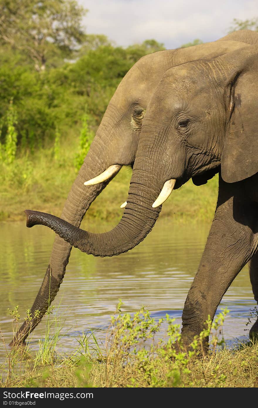 Two large elephants standing in water in the nature reserve