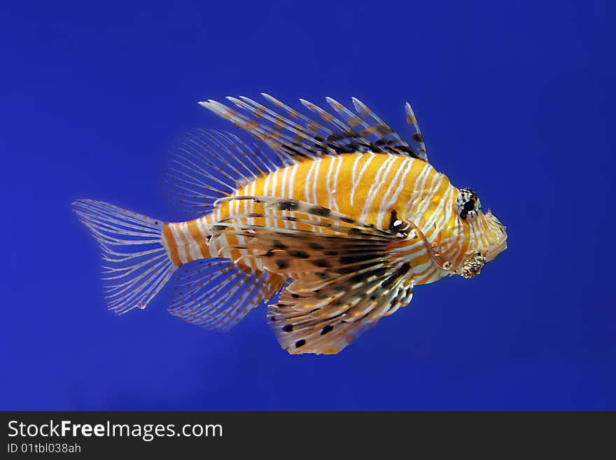 Zebra lionfish isolated on blue