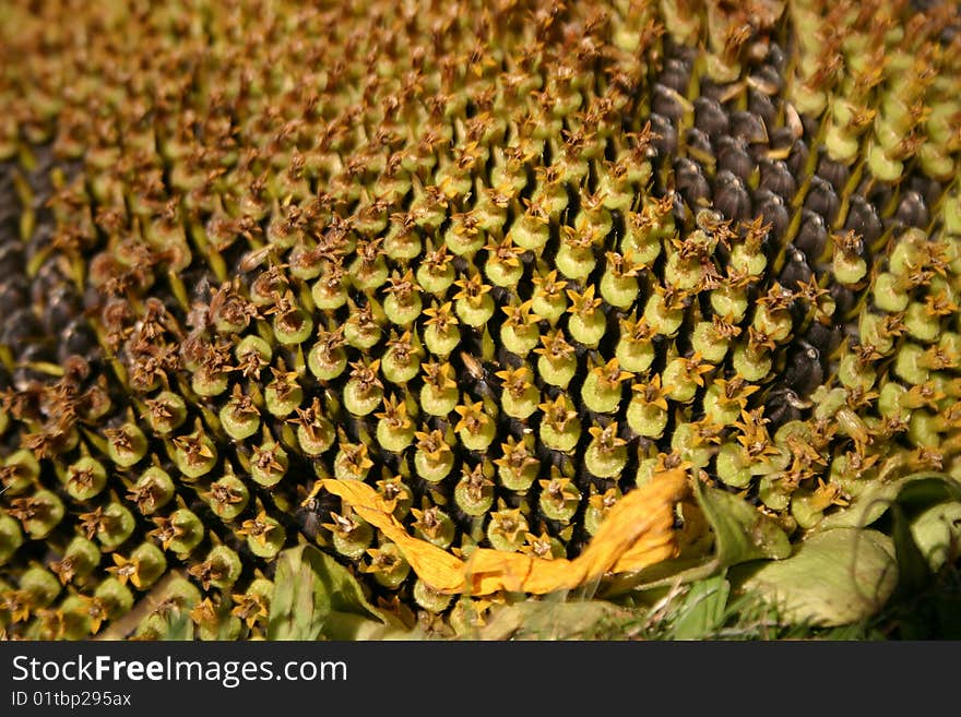 Sunflower Macro