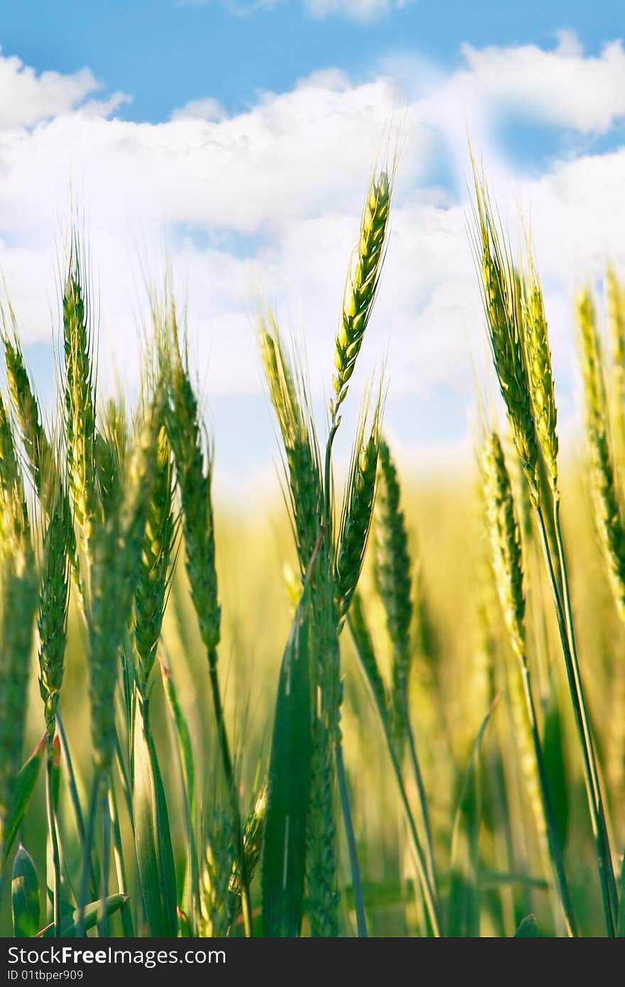 Wheat Field