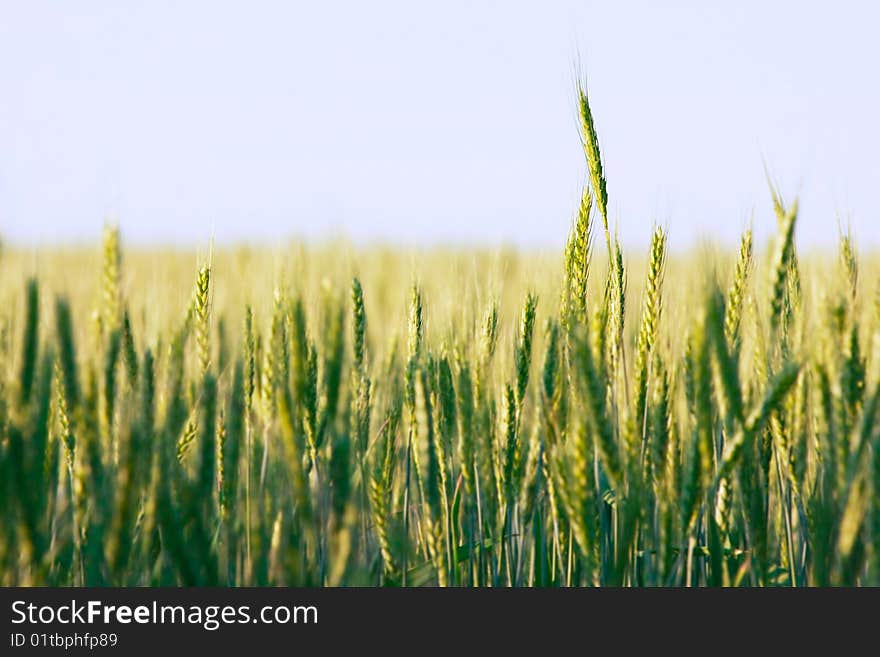 Green wheat field