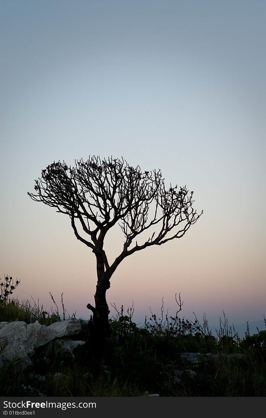 Dead tree with clean background at sunset. Dead tree with clean background at sunset