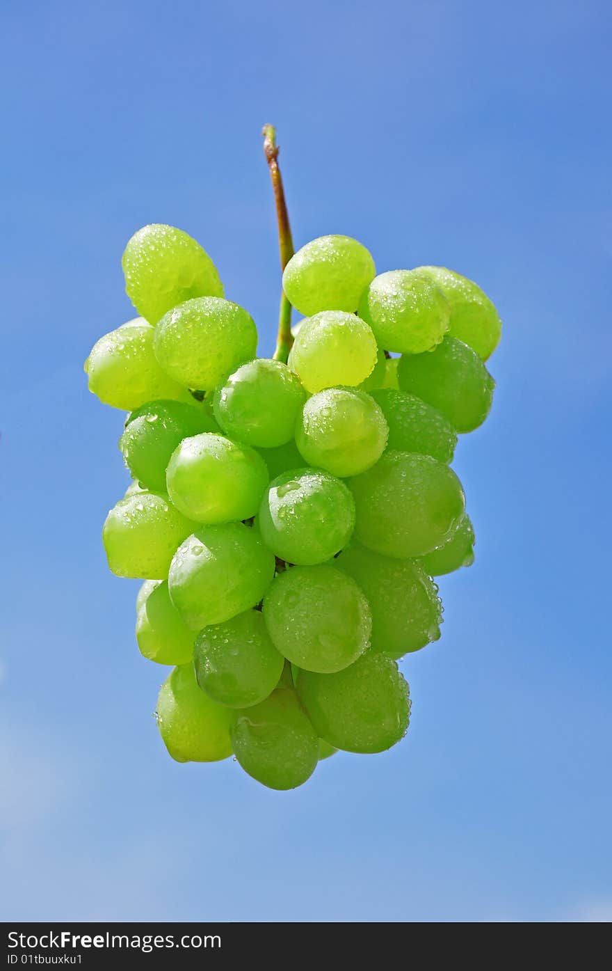 Grapes