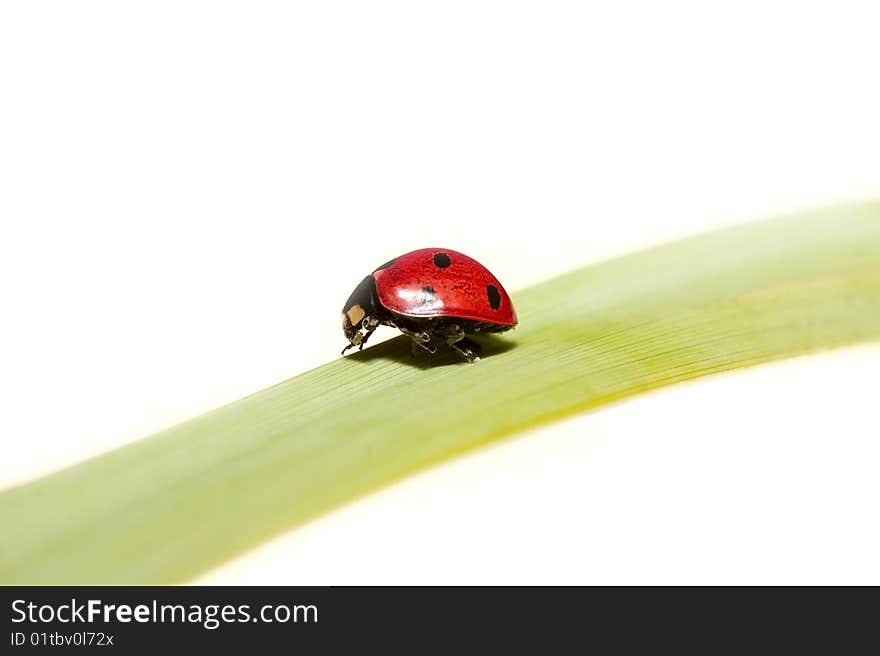 Closedup ladybird on leaf isolated on white