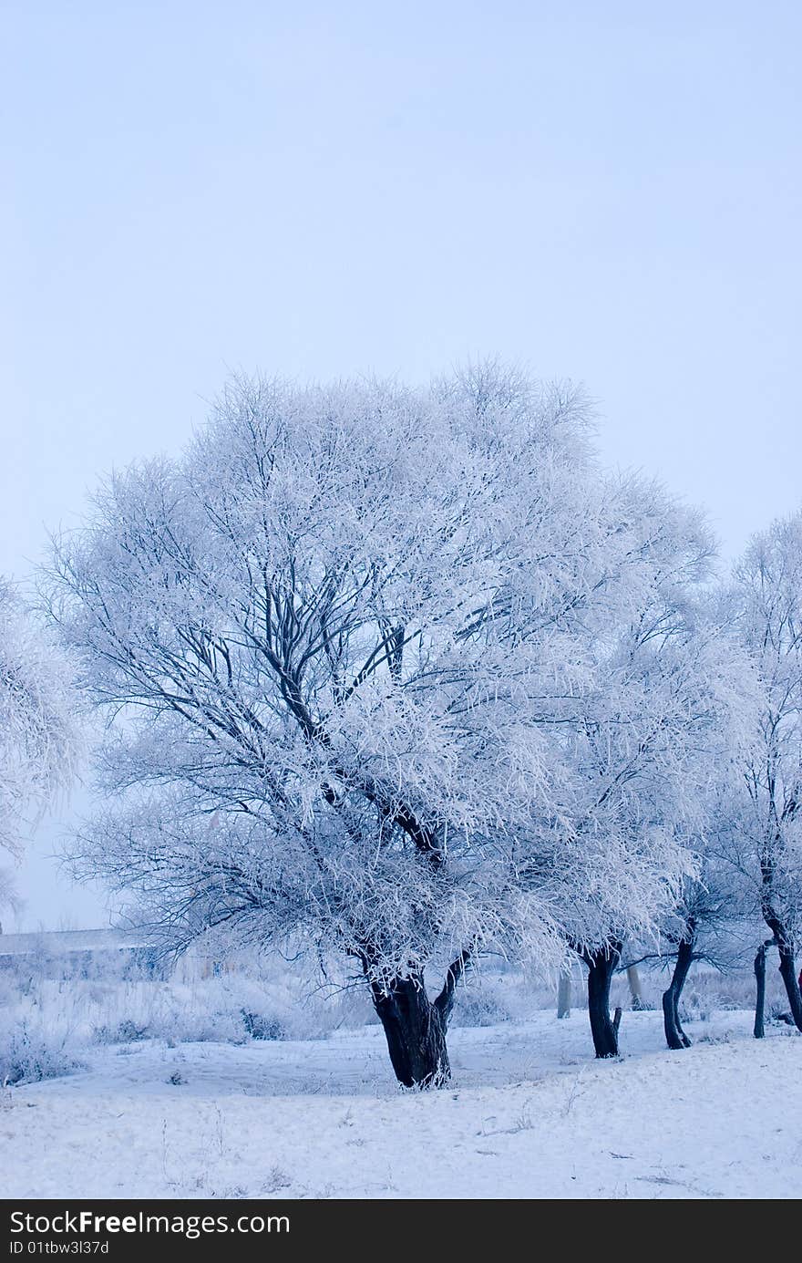 China cold island morning nature north plants rime river snow travel tree