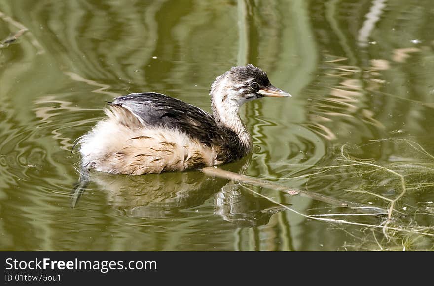 Dabchick or Little Grebe