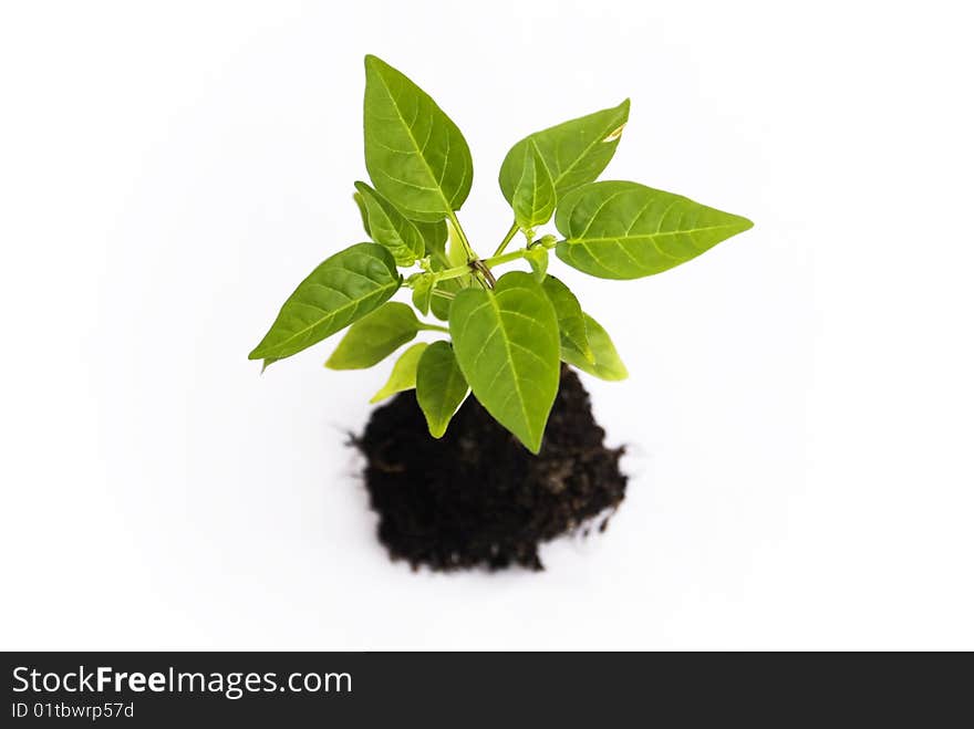 A green small plant growing of soil. A green small plant growing of soil