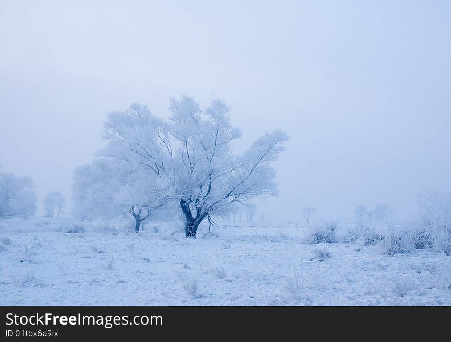 China cold island morning nature north plants rime river snow travel tree