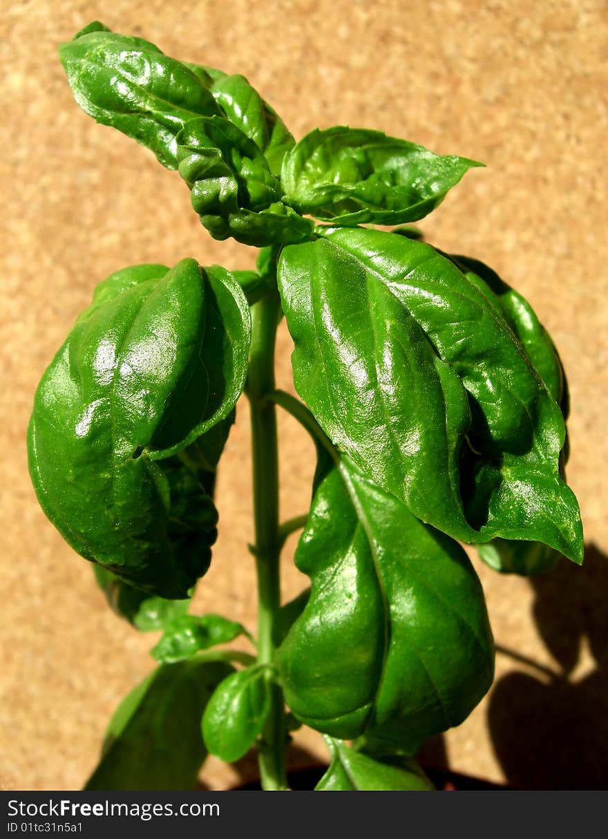 Basil