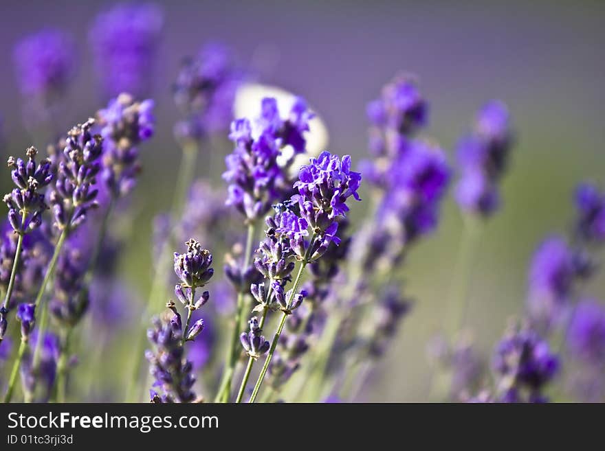 Close up, frame filling shot of rows of lavender ona farm in the Tihany, Hungary. Close up, frame filling shot of rows of lavender ona farm in the Tihany, Hungary