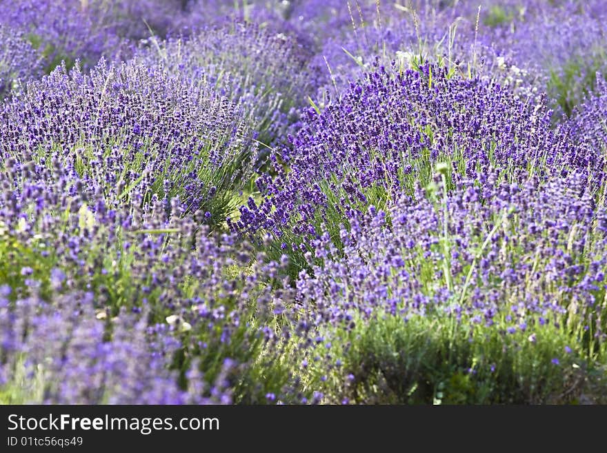 Close up, frame filling shot of rows of lavender ona farm in the Tihany, Hungary. Close up, frame filling shot of rows of lavender ona farm in the Tihany, Hungary