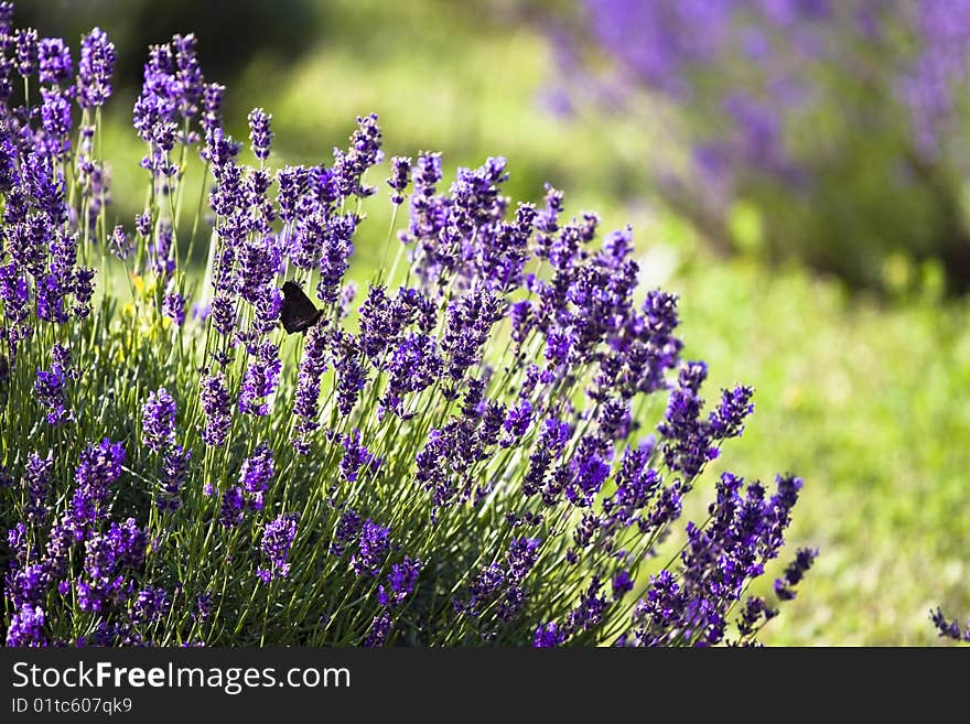 Close up, frame filling shot of rows of lavender ona farm in the Tihany, Hungary. Close up, frame filling shot of rows of lavender ona farm in the Tihany, Hungary