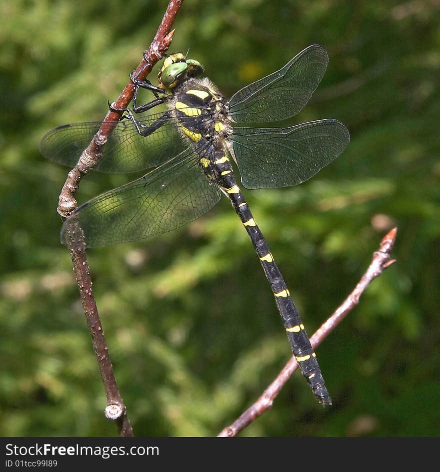 Dragonfly