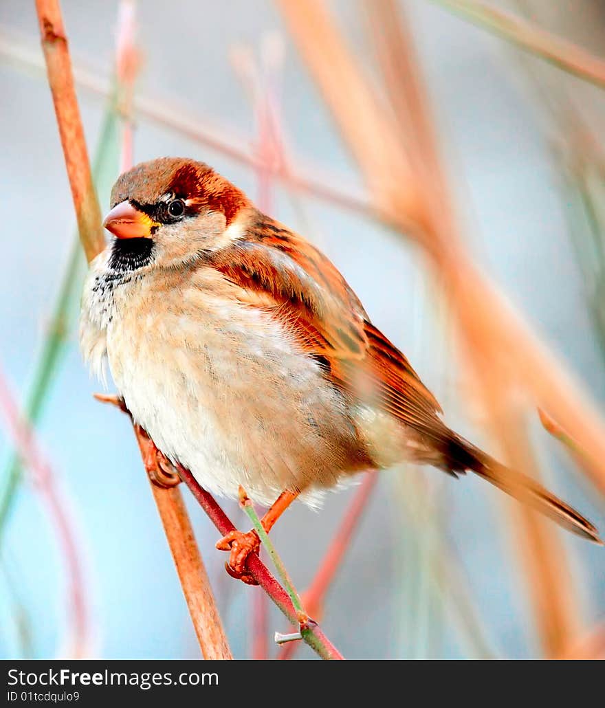 Photo of a cute sparrow. Photo of a cute sparrow