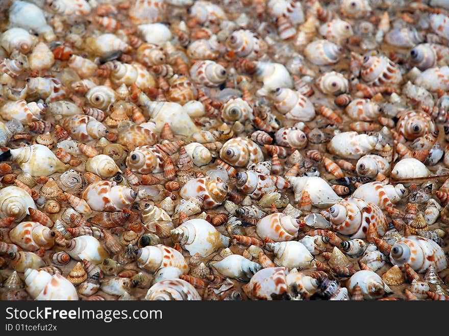 A lot of sea shells scattered on the ground