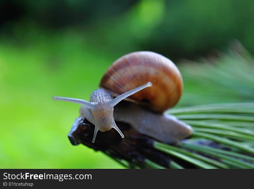 Small snail on summery garden