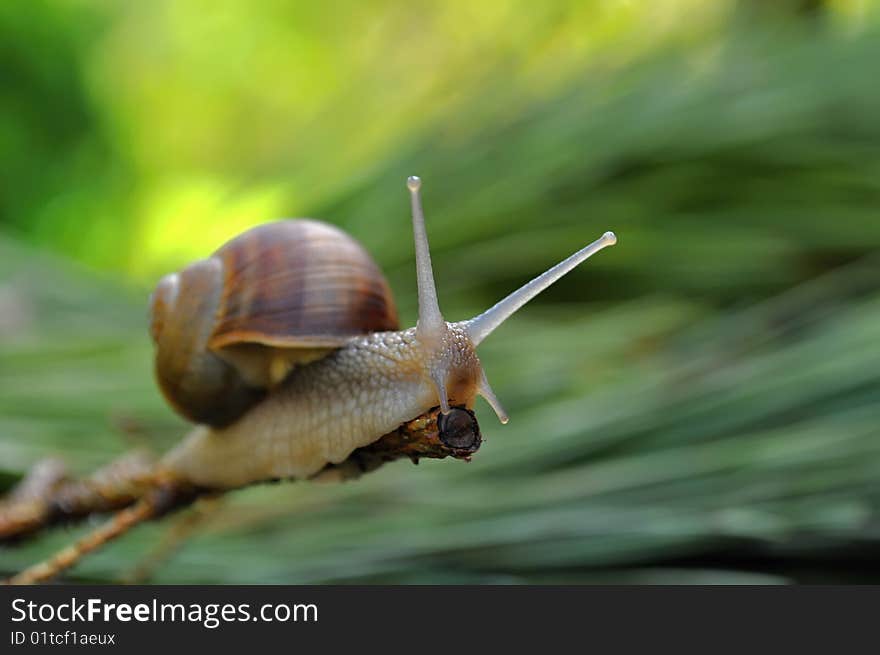 Small snail on summery garden