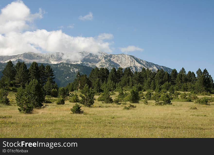 Huge field with pine trees, and mountain rising from it in the distance, sunny day, clouds on the mountain peaks. Huge field with pine trees, and mountain rising from it in the distance, sunny day, clouds on the mountain peaks.