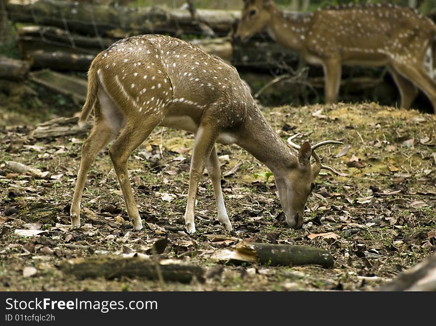A young male deer grazing the grass