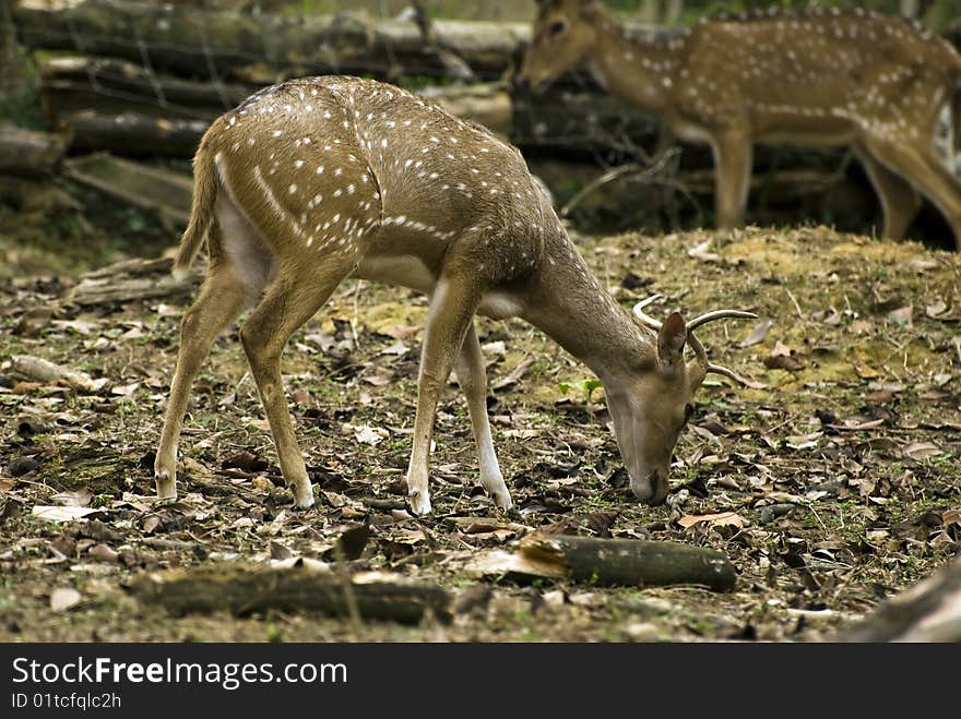 Male Deer