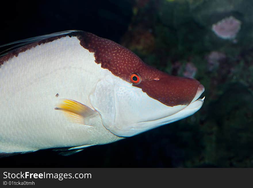 Sea-fish with one tooth