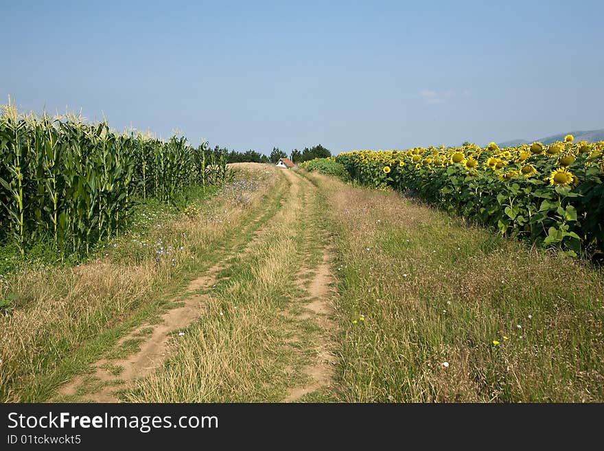 Rural landscape of a small cottage amongst corn and sunflower fields