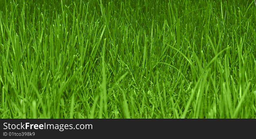 Green grass field texture background. Green grass field texture background