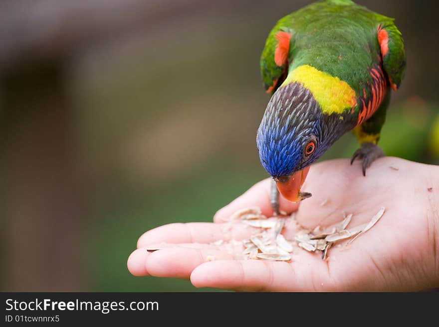 A hand is holding food for a a bird to eat. A hand is holding food for a a bird to eat.