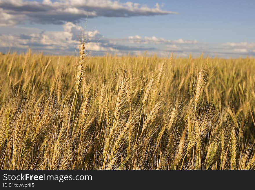 Wheat against a blue shky with clouds. Wheat against a blue shky with clouds