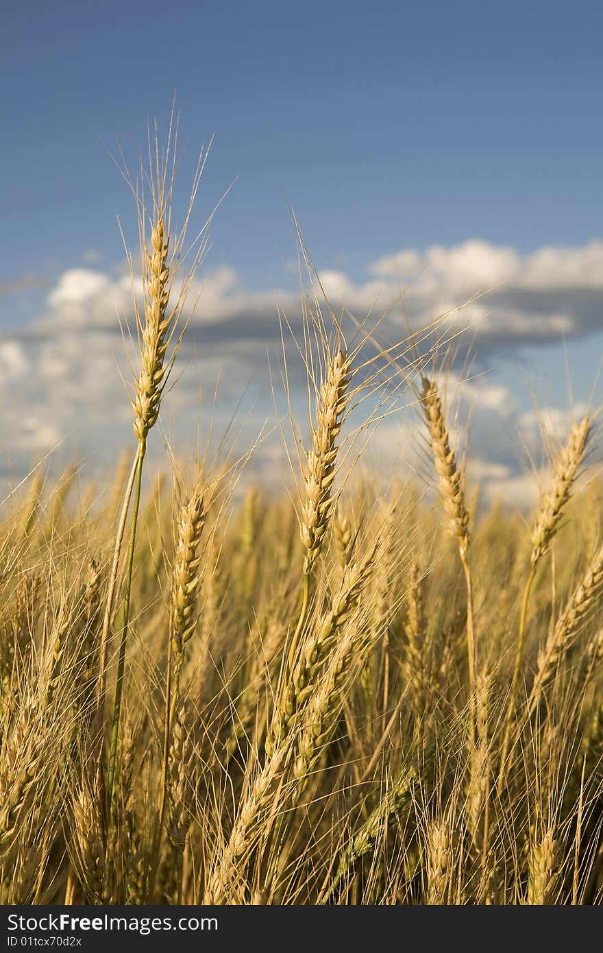 Wheat against a blue shky with clouds. Wheat against a blue shky with clouds