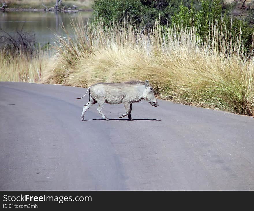 Wild Boar highway passes near the lake in a sunny day