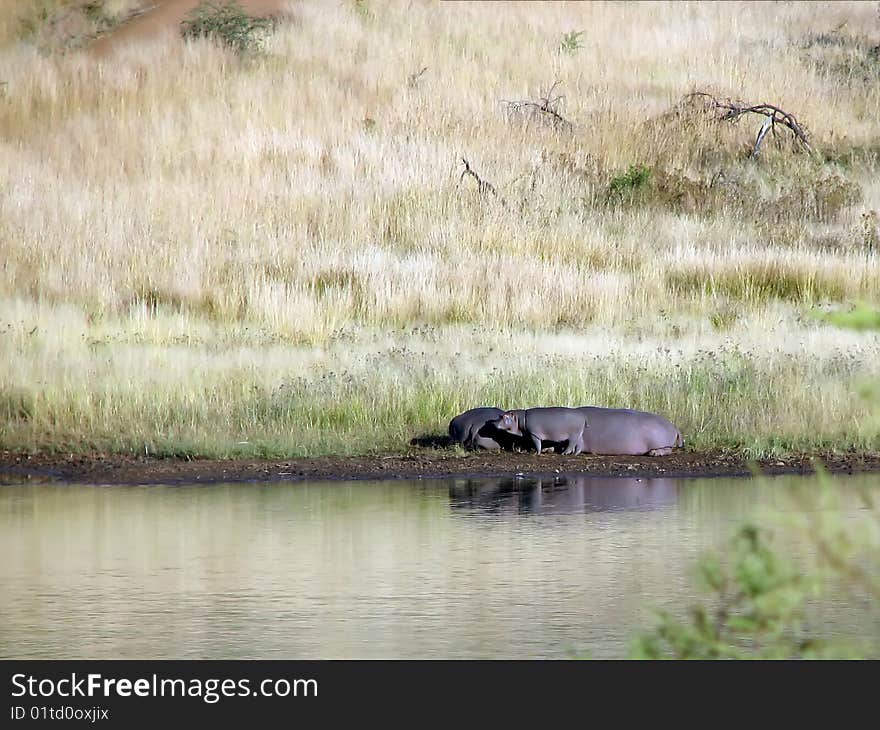 Family hippopotamus vacation by a lake in a sunny day