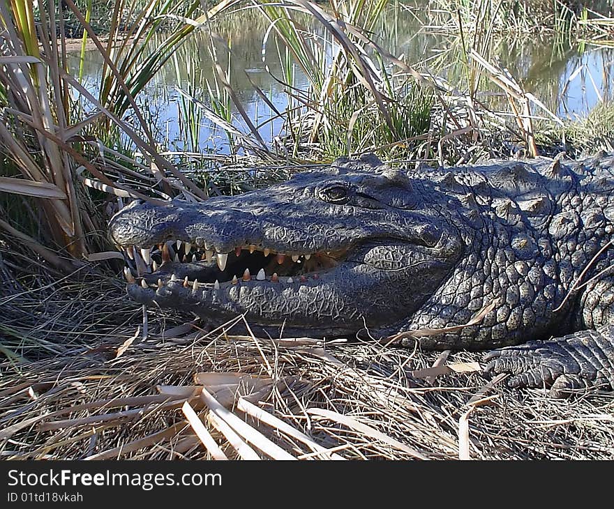 Large crocodile is the largest plan in the bushes by the river