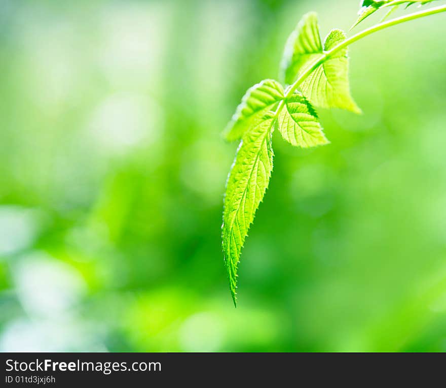 Close up of a branch of a raspberry against wood greens. Close up of a branch of a raspberry against wood greens