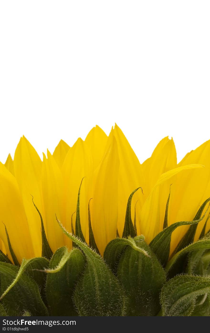 Sunflower isolated on a white background. Sunflower isolated on a white background