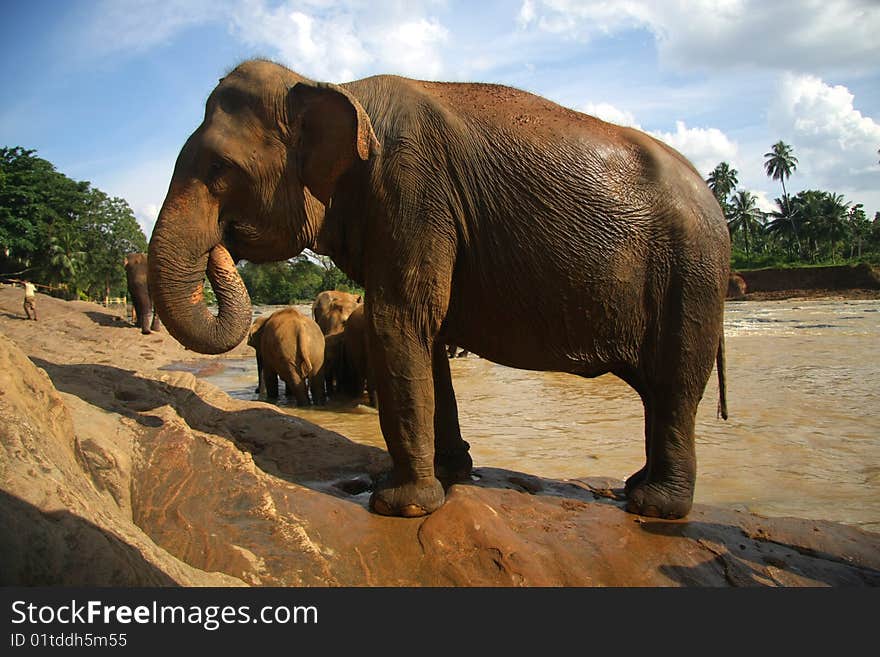 Elephant   at the bank of the river  puts the snout to his mouth,  several elephants are  behind him. Elephant   at the bank of the river  puts the snout to his mouth,  several elephants are  behind him