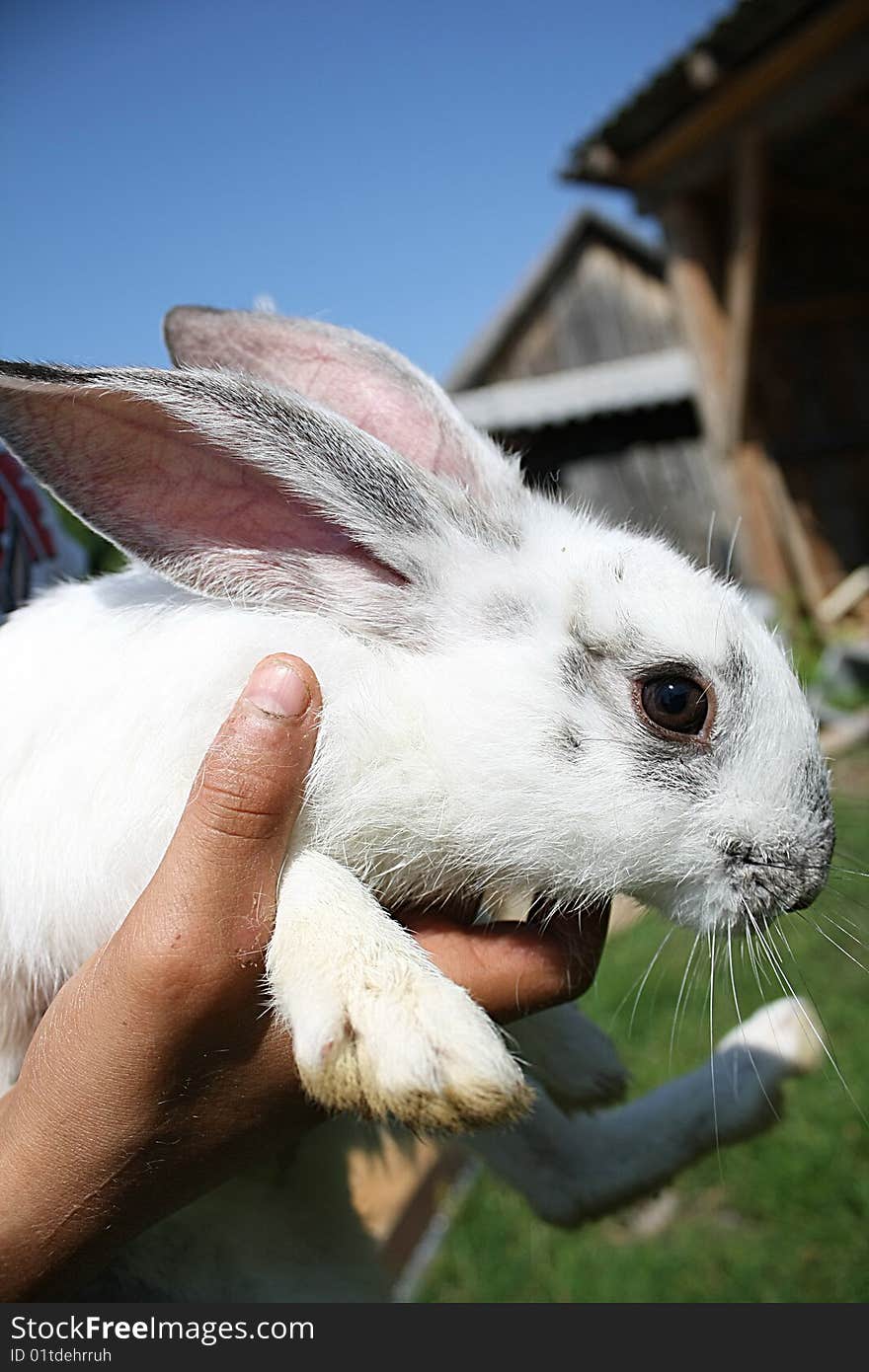 Rabbits are small mammals in the family Leporidae of the order Lagomorpha, found in several parts of the world. There are seven different genera in the family classified as rabbits, including the European rabbit (Oryctolagus cuniculus), Cottontail rabbit (genus Sylvilagus; 13 species), and the Amami rabbit (Pentalagus furnessi, endangered species on Amami Ōshima, Japan). There are many other species of rabbit, and these, along with pikas and hares, make up the order Lagomorpha.